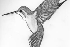 Hummingbird-1