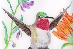 annas-hummingbird