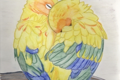 cuddling-parrots