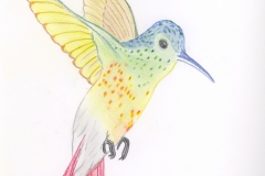 hummingbird-3-color
