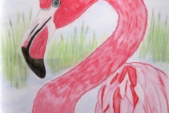 pink-flamingo