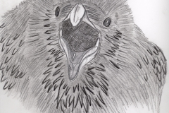 raven-finished
